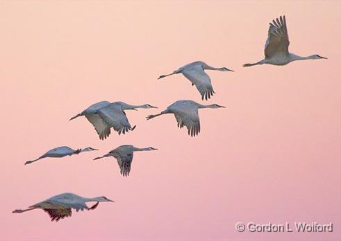 Sandhill Dawn Fly-out_73734.jpg - Sandhill Cranes (Grus canadensis) in flightPhotographed in the Bosque del Apache National Wildlife Refuge near San Antonio, New Mexico, USA.